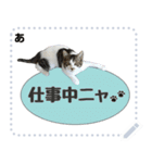 雑種猫キャンタ（個別スタンプ：12）