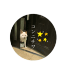 さくらの日常。とあるおうちの白柴です（個別スタンプ：1）