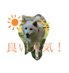 さくらの日常。とあるおうちの白柴です（個別スタンプ：2）