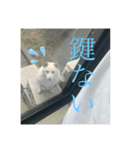 さくらの日常。とあるおうちの白柴です（個別スタンプ：3）