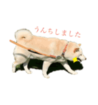 さくらの日常。とあるおうちの白柴です（個別スタンプ：5）