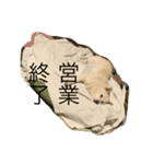 さくらの日常。とあるおうちの白柴です（個別スタンプ：8）