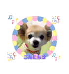 うちのまりあんな❣️（個別スタンプ：1）