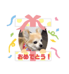 うちのまりあんな❣️（個別スタンプ：5）