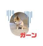うちのまりあんな❣️（個別スタンプ：6）