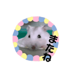 日常使える実写動物スタンプ①（個別スタンプ：8）