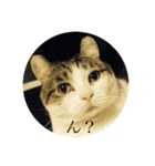 わたしTimTam（個別スタンプ：1）