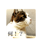 わたしTimTam（個別スタンプ：5）