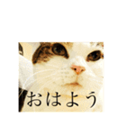 わたしTimTam（個別スタンプ：8）