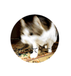 わたしTimTam（個別スタンプ：9）