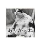 わたしTimTam（個別スタンプ：15）