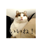 わたしTimTam（個別スタンプ：17）