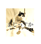 わたしTimTam（個別スタンプ：22）