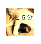 わたしTimTam（個別スタンプ：23）