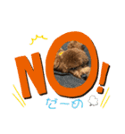 ちゃたろだもの（個別スタンプ：13）