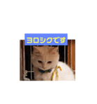 ニャンズ スタンプ  1（個別スタンプ：2）