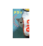 ニャンズ スタンプ  1（個別スタンプ：3）