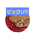ニャンズ スタンプ  1（個別スタンプ：4）