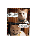 ニャンズ スタンプ  1（個別スタンプ：6）