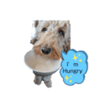 犬バカスタンプ（個別スタンプ：1）