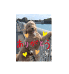 犬バカスタンプ（個別スタンプ：3）