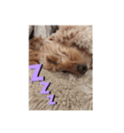 犬バカスタンプ（個別スタンプ：9）