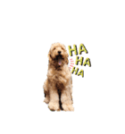 犬バカスタンプ（個別スタンプ：10）