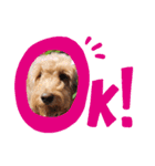 犬バカスタンプ（個別スタンプ：13）