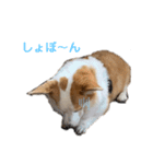 リアルなコーギー のスタンプ（個別スタンプ：3）