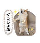 リアルなコーギー のスタンプ（個別スタンプ：8）