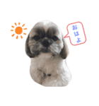でかシーズーがお伝えします（個別スタンプ：2）