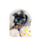 でかシーズーがお伝えします（個別スタンプ：3）