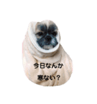 でかシーズーがお伝えします（個別スタンプ：6）