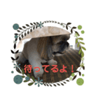 でかシーズーがお伝えします（個別スタンプ：7）