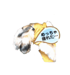 でかシーズーがお伝えします（個別スタンプ：9）