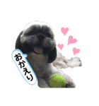 でかシーズーがお伝えします（個別スタンプ：15）