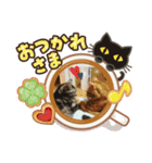 十猫十色 2（個別スタンプ：6）