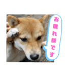 こはる専務  の日常 仕事編（個別スタンプ：1）
