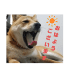 こはる専務  の日常 仕事編（個別スタンプ：4）
