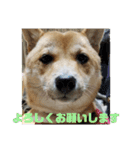 こはる専務  の日常 仕事編（個別スタンプ：7）