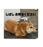 こはる専務  の日常 仕事編（個別スタンプ：9）