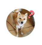 こはる専務  の日常 仕事編（個別スタンプ：11）