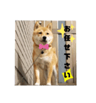 こはる専務  の日常 仕事編（個別スタンプ：13）