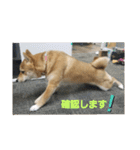 こはる専務  の日常 仕事編（個別スタンプ：16）