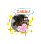 ゆず丸 ヨーキー（個別スタンプ：2）