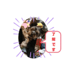 ゆず丸 ヨーキー（個別スタンプ：7）