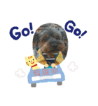 ゆず丸 ヨーキー（個別スタンプ：11）