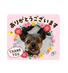 ゆず丸 ヨーキー（個別スタンプ：12）