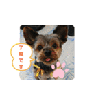 ゆず丸 ヨーキー（個別スタンプ：22）