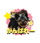 ゆず丸 ヨーキー（個別スタンプ：23）